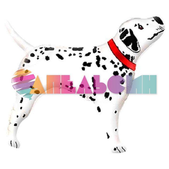 Шар фигура Собака Долматинец F35"/89см (Испания) 901543