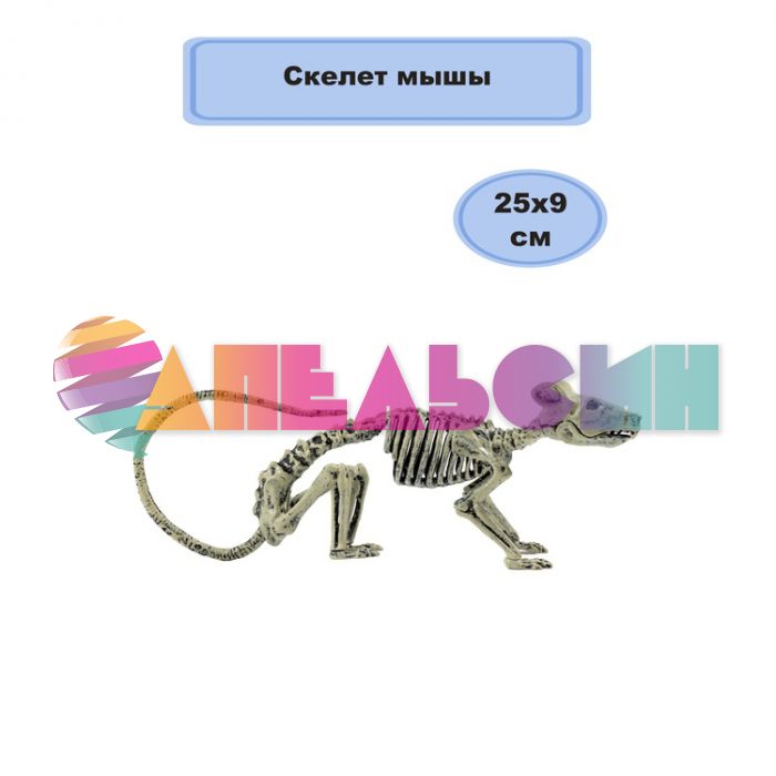 Скелет крысы 9х25см 14+ 1501-6875